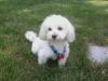 Buster