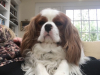 Charlie