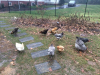 Chickens