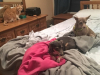 Clover, Annie, Cisco
