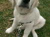 Cooper