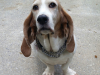 Daisy(1)