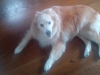 Daisy(2)