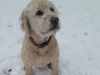 Daisy(3)