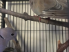Doves