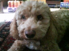 Frodo
