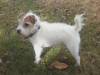 Gidget