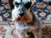 Grady