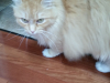 Jaspurr