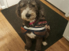 Macie