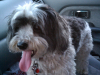 Max (3)