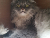 Mika