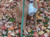 Nutmeg