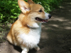 Ollie(2)