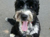 Ozzie