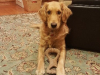 Piper (2)