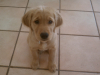Rocky (2)