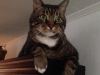 Rocky