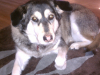 Sadie(1)