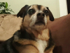 Skeeter