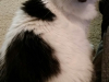 Stella