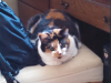 Sweetpea