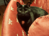 Thelonius (2)