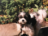Toby