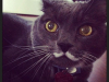 Clouseau